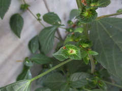 Acalypha australis