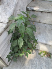 Acalypha australis