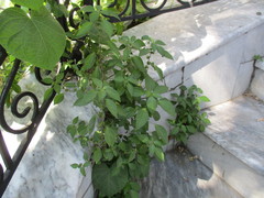 Acalypha australis