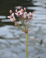Butomus umbellatus