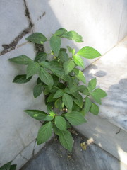 Acalypha australis