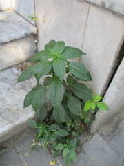 Acalypha australis