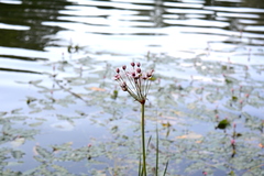 Butomus umbellatus
