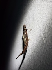 Atractocerus brasiliensis