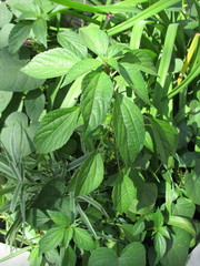 Acalypha australis