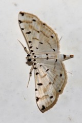 Pycnarmon cribrata