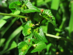 Acalypha australis