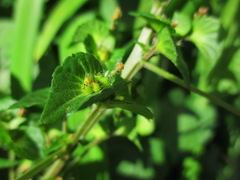 Acalypha australis