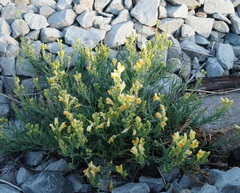 Linaria vulgaris