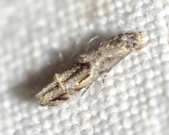 Tineidae clade b