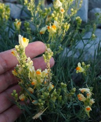 Linaria vulgaris