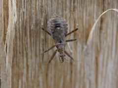 Himacerus