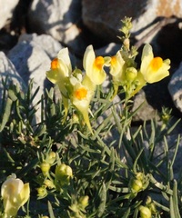 Linaria vulgaris