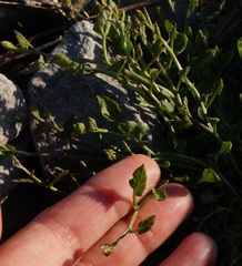 Convolvulus arvensis