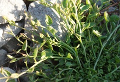 Convolvulus arvensis