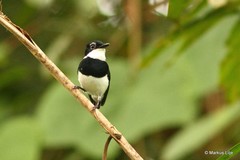 Platysteira castanea