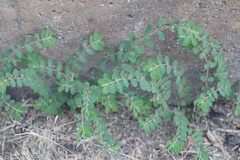 Euphorbia prostrata