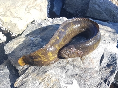 Rock Prickleback photo 2