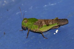 Humbe tenuicornis