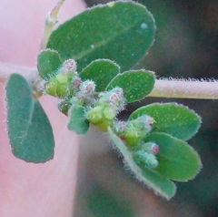 Euphorbia prostrata
