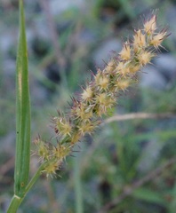 Cenchrus longispinus