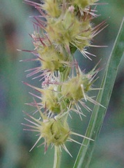 Cenchrus longispinus