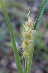 Cenchrus longispinus