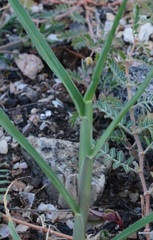 Cenchrus longispinus