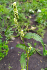 Persicaria tomentosa