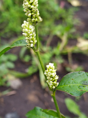 Persicaria tomentosa