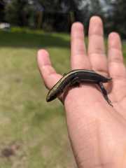 Pholidobolus vertebralis