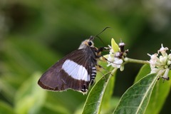 Coeliades forestan forestan