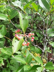 Viburnum cassinoides image