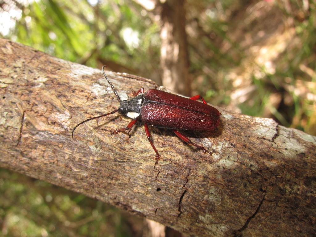 Elateropsis trimarginatus