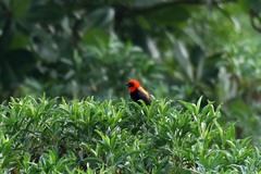 Euplectes hordeaceus