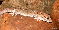 Chondrodactylus turneri