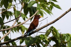 Eurystomus glaucurus