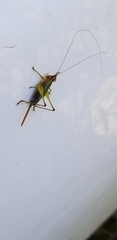 Conocephalus nigropleurum