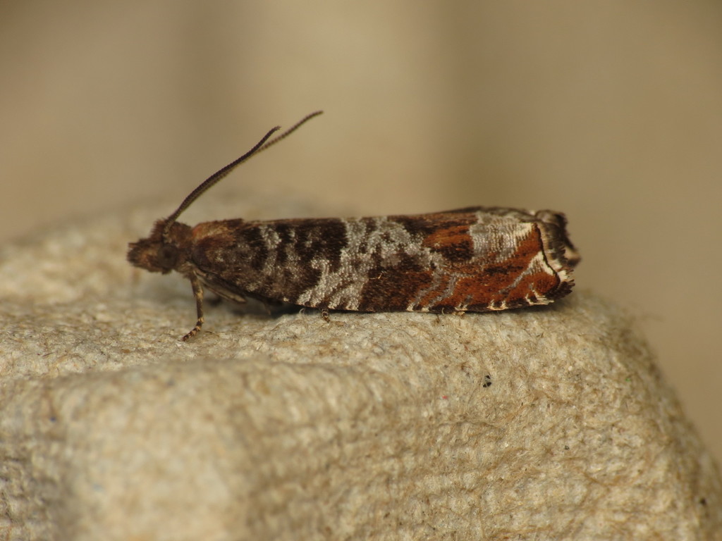 Triangle-marked Roller