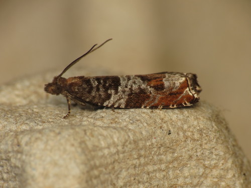 Triangle-marked Roller