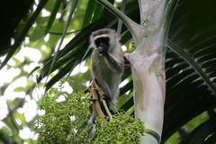 Chlorocebus pygerythrus nesiotes
