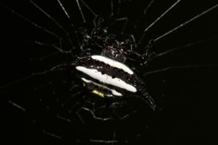 Gasteracantha rhomboidea madagascariensis