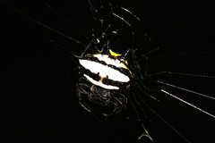 Gasteracantha rhomboidea madagascariensis