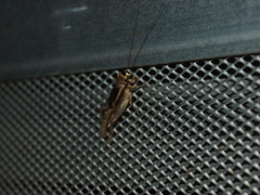 Velarifictorus aspersus