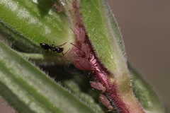 Macrosiphum gaurae