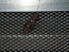 Velarifictorus aspersus