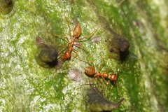 Oecophylla longinoda