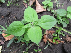 Galinsoga quadriradiata