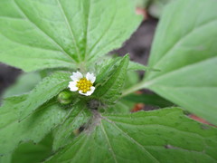 Galinsoga quadriradiata