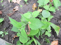 Galinsoga quadriradiata